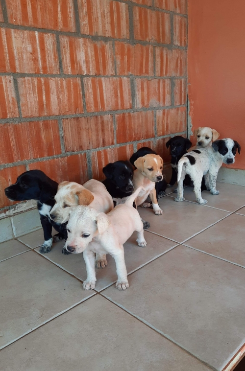 მეტისი უსახელო