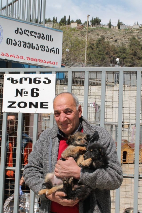 მეტისის ლეკვები უსახელო