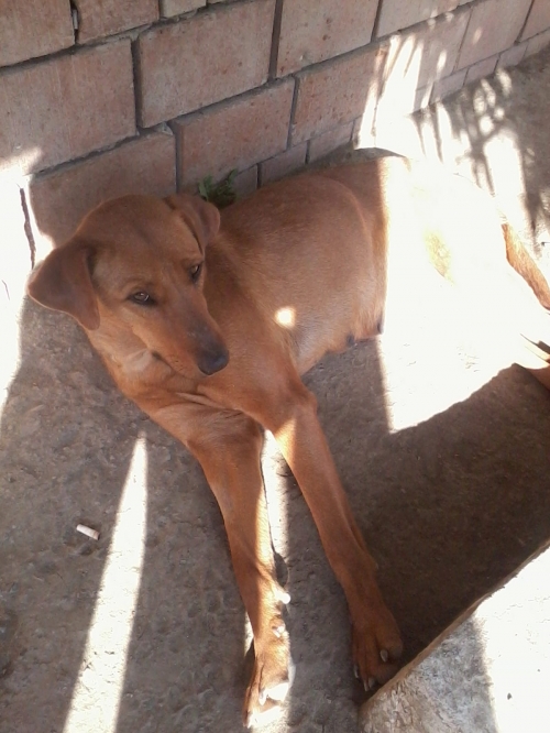 მეტისი რიჟიკა