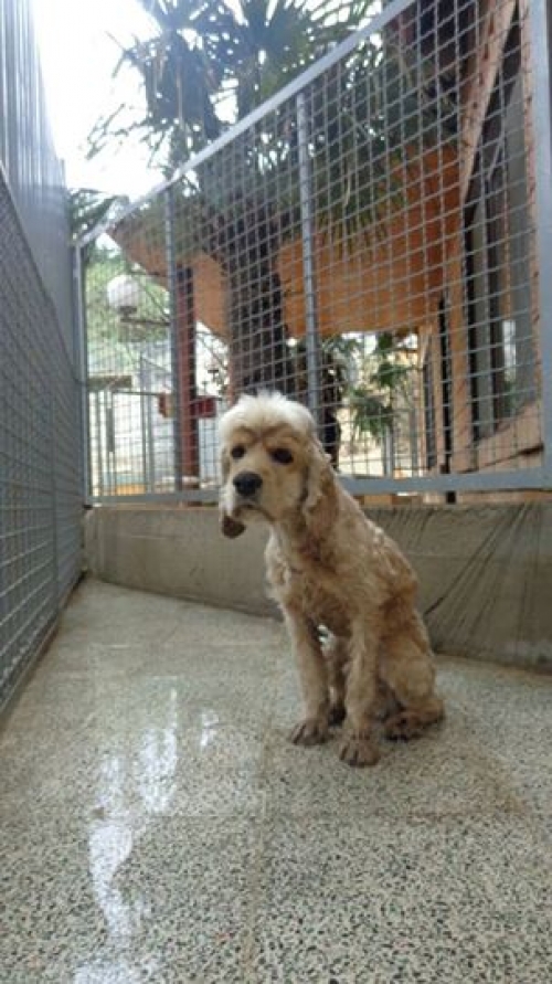 კოკერსპანიელი უსახელო