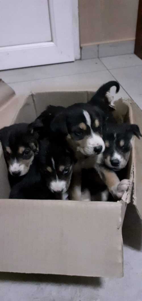 მეტისი უსახელო