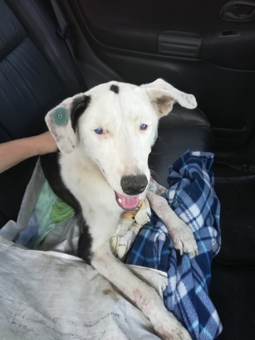 მეტისი ზედა სამგორის მეტრო