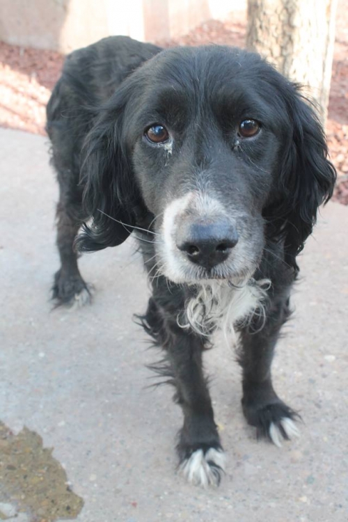 სეტერი ჩიკო