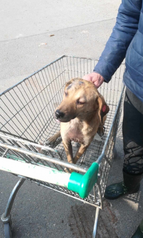 მეტისი სამტრედია