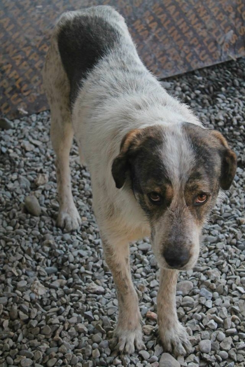 დრათხარის მეტისი უსახელო