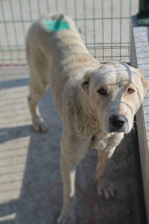 ქართული ნაგაზი უსახელო