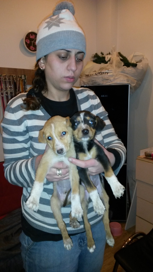 მეტისი უსახელო