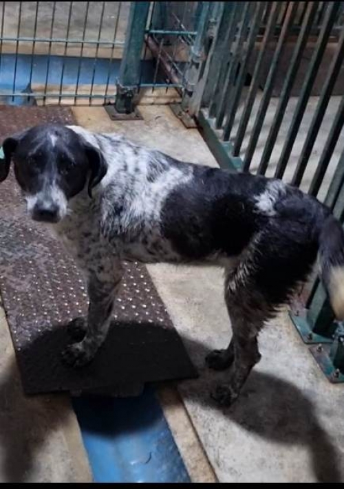 მეტისი ქისა