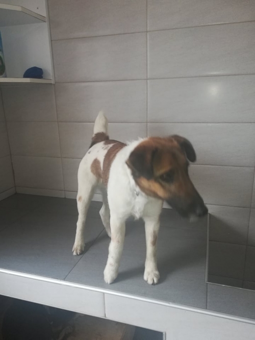 ჯეკ რასელ ტერიერი უსახელო