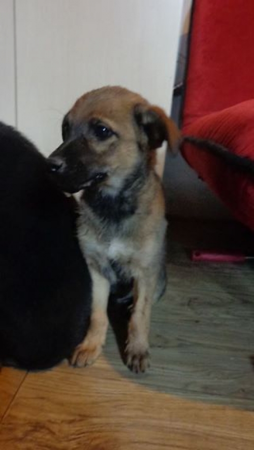 მეტისი ჩიორა