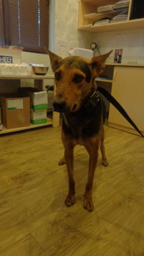 გერმანული ნაგაზი უცნობი