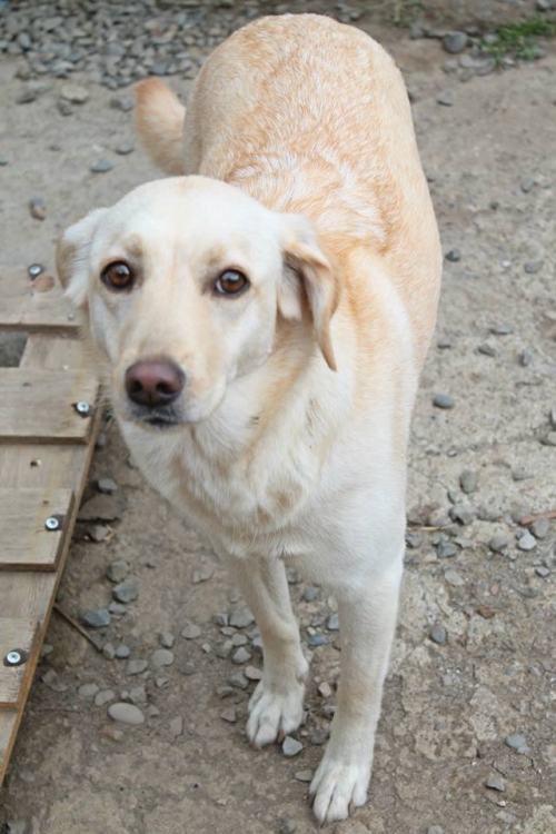 მეტისი ლედი