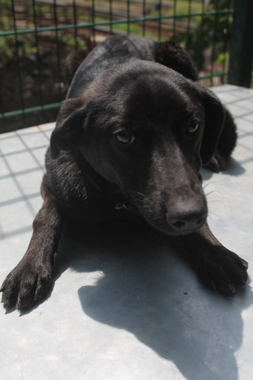 მეტისი უსახელო