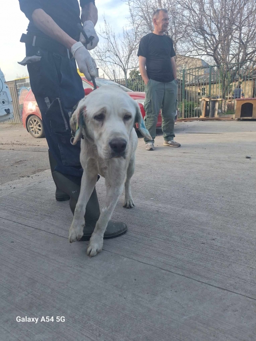 ლაბრადორი გადმოყვანილია მუნიციპალური თავშესაფრიდან. ქინძმარაულის ქუჩის ძაღლია birka 40203