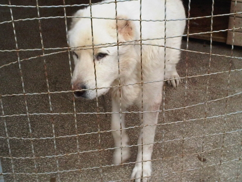 ქართული ნაგაზი სიმბა