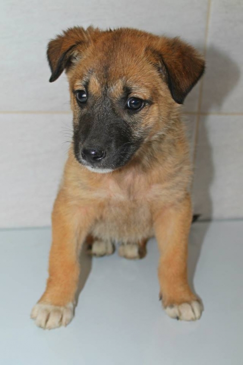 მეტისი უსახელო