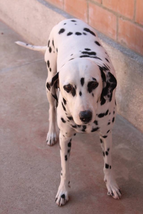 დალმატინი ბიბი