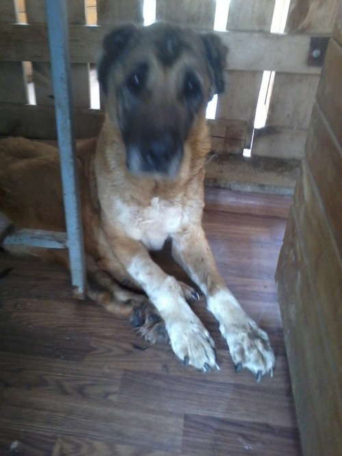 ქართული ქოფაკი უსახელო