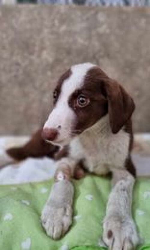 მეტისი ანანური