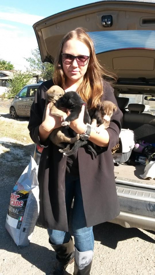 მეტისის ლეკვები უსახელო