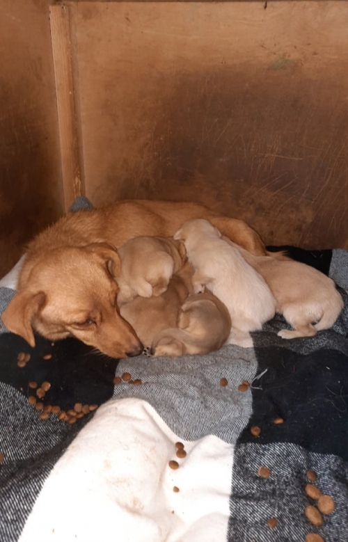 მეტისი ნაპოვნია აფრიკაში