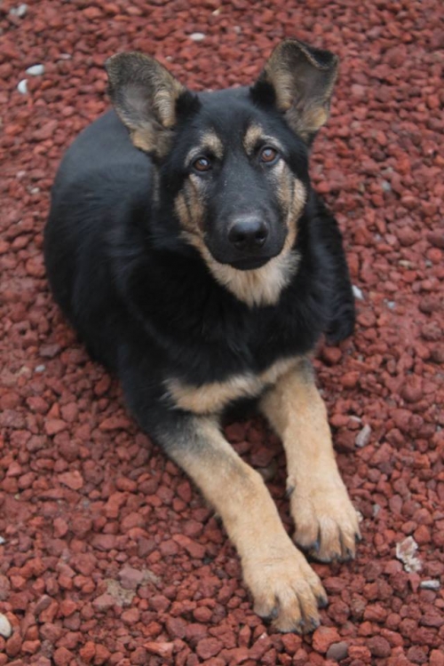 გერმანული ნაგაზი უსახელო