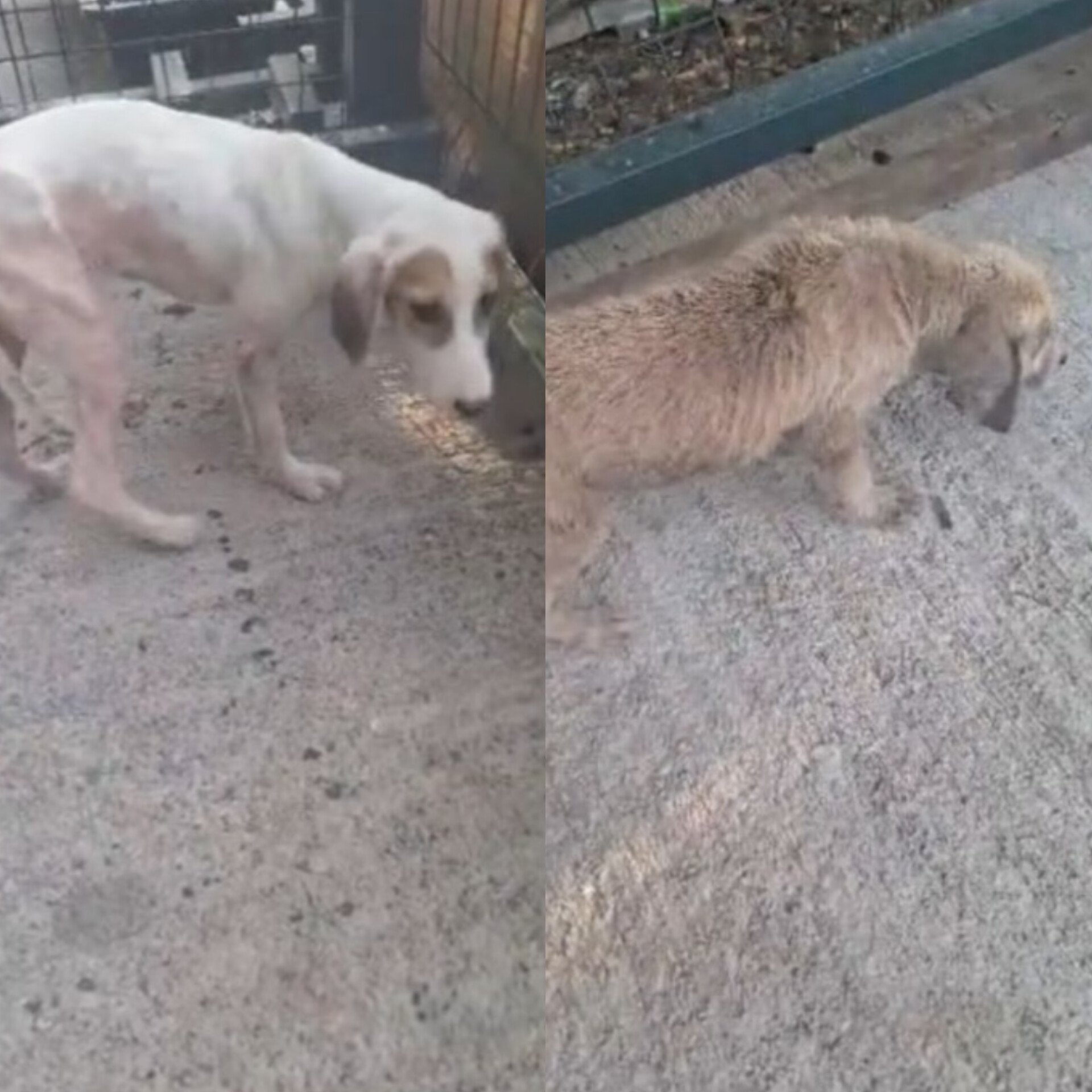 მეტისი. გორი