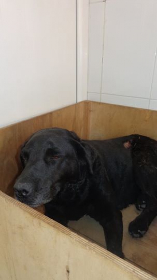 მეტისი უასხელო