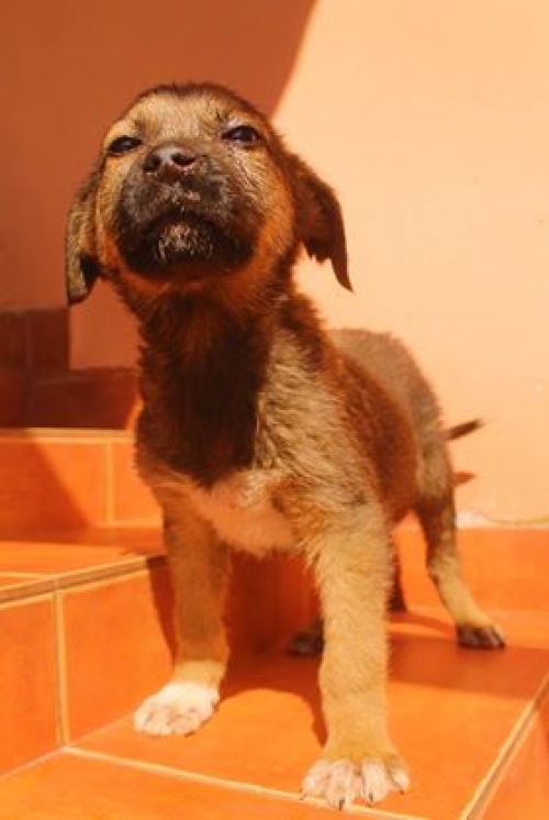 მეტისი უსახელო