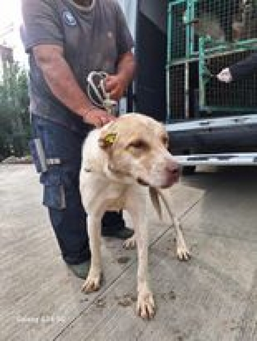 ქართული ნაგაზი გადმოყვანილია მუნიციპალური თავშესაფრიდან