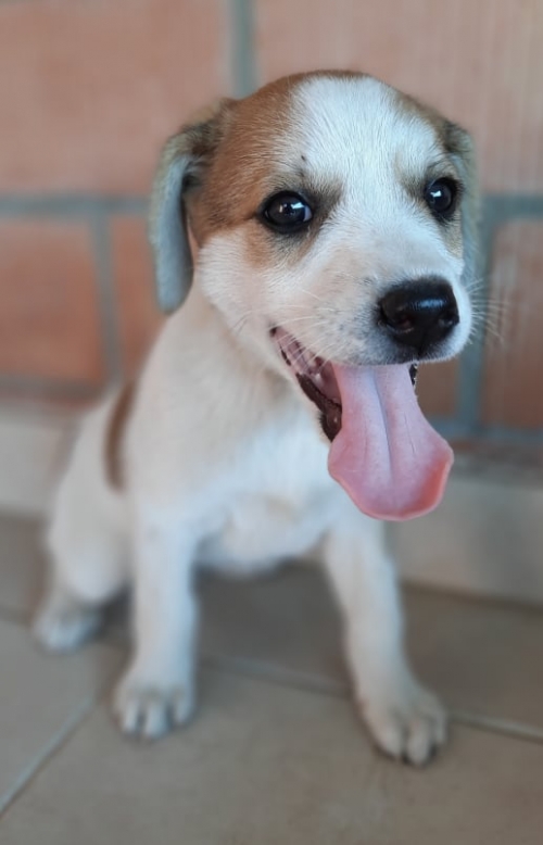 მეტისი ვარკეთილი