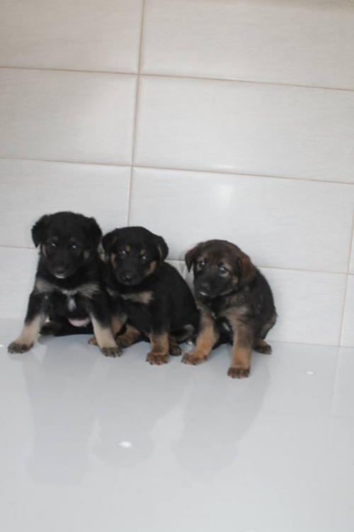 გერმანული ნაგაზის მეტისი უსახელო