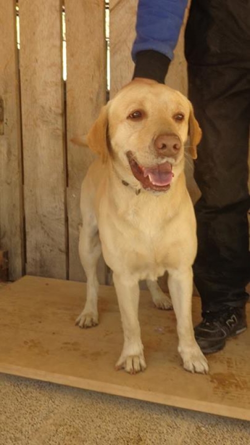 ლაბრადორი უცნობი