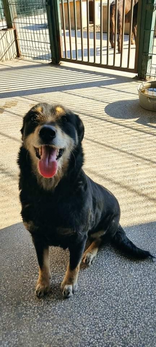 მეტისი მურკა