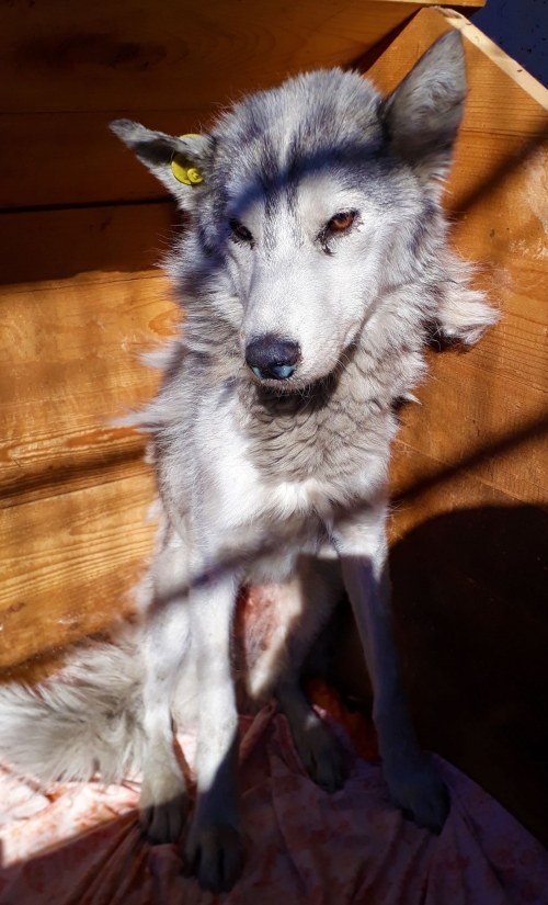 ლაიკა უსახელო