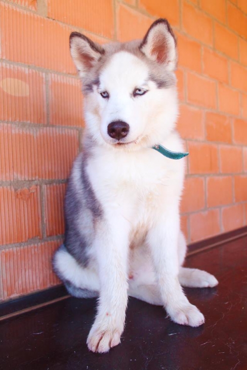 ლაიკა ვაითი