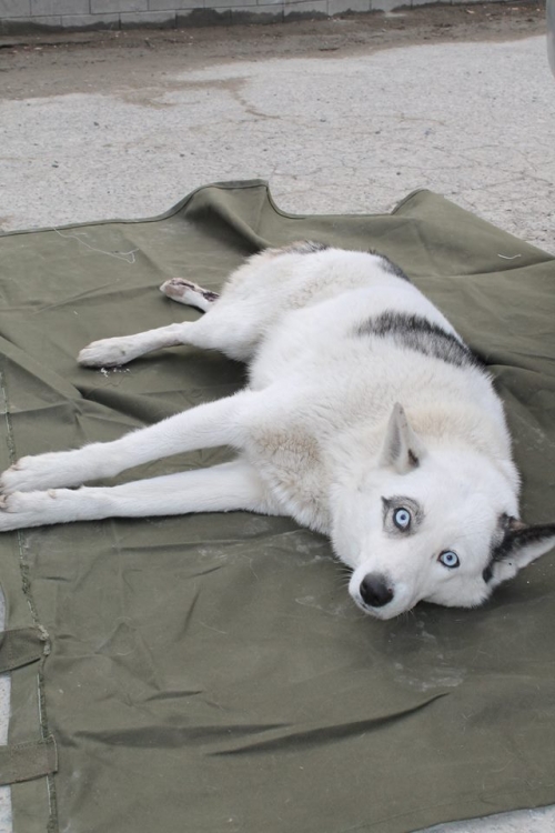 ლაიკა მაია