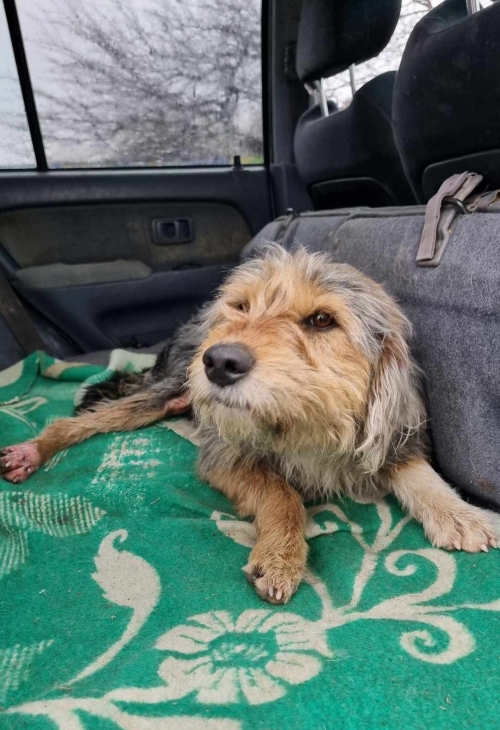 მეტისი თელავი