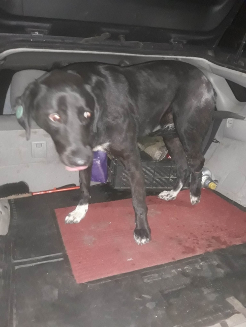 მეტისი დიღმის მასივი