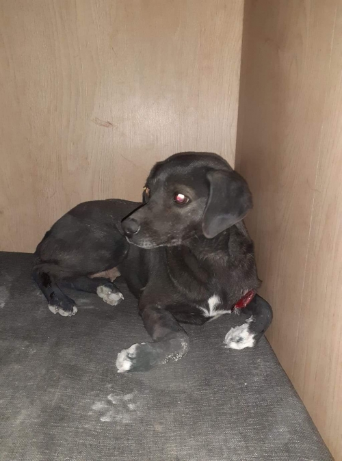 მეტისი უსახელო