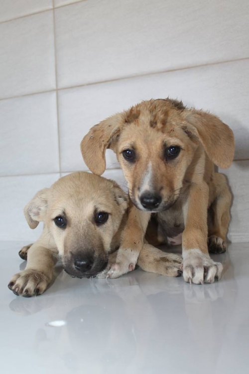 მეტისის ლეკვები უსახელო