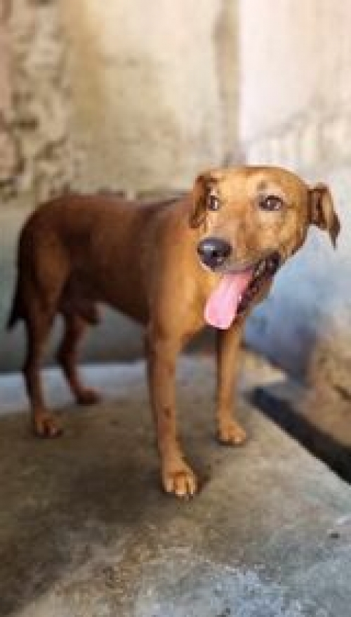 მეტისი დიდიდიღომი