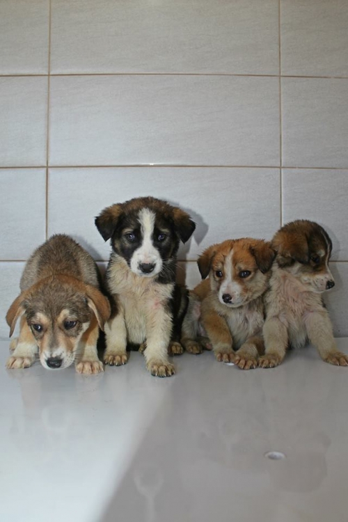 მეტისის ლეკვები უსახელო