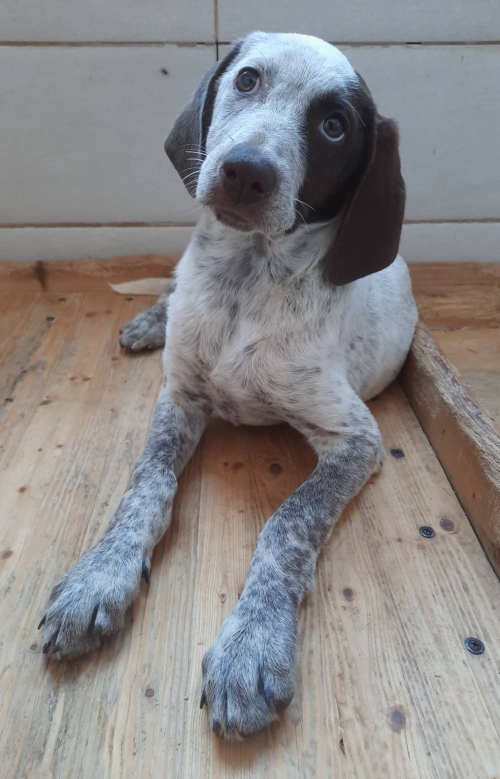 მეტისი ვაჯაფშაველა