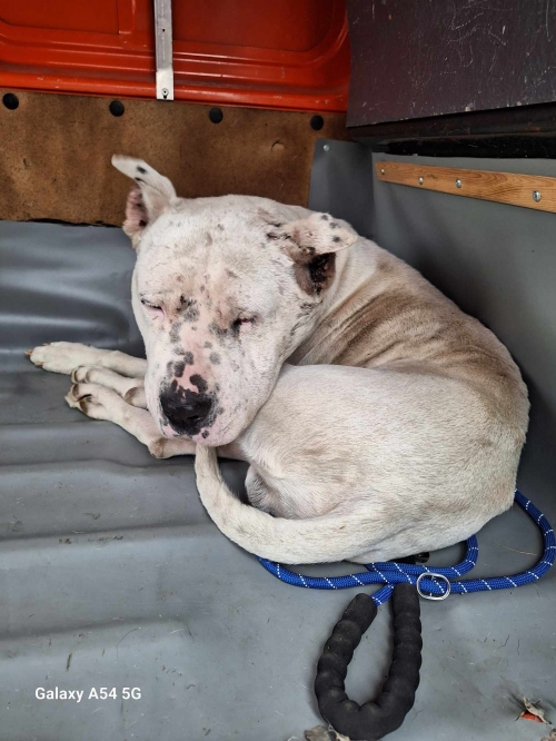 არგენტინული დოგი წალკა ორბეთი