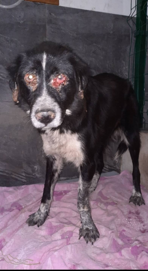 მეტისი ოქროყანა