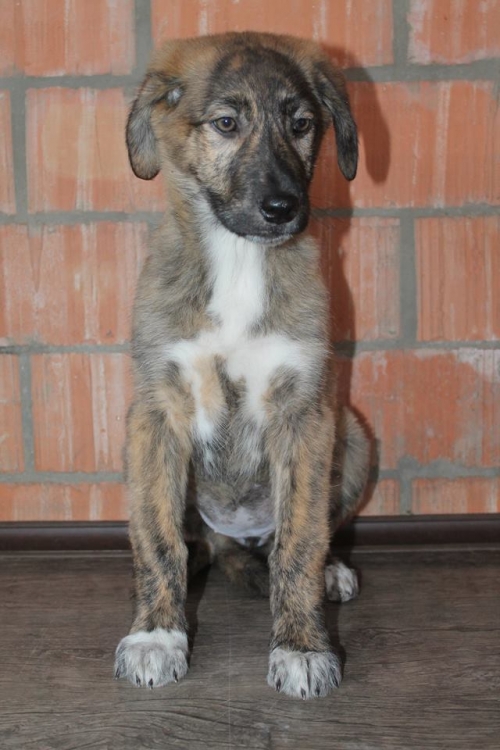 ქართული ქოფაკი უსახელო