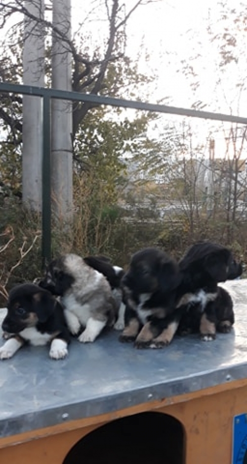 ტოიტერიერის მეტისი უსახელო