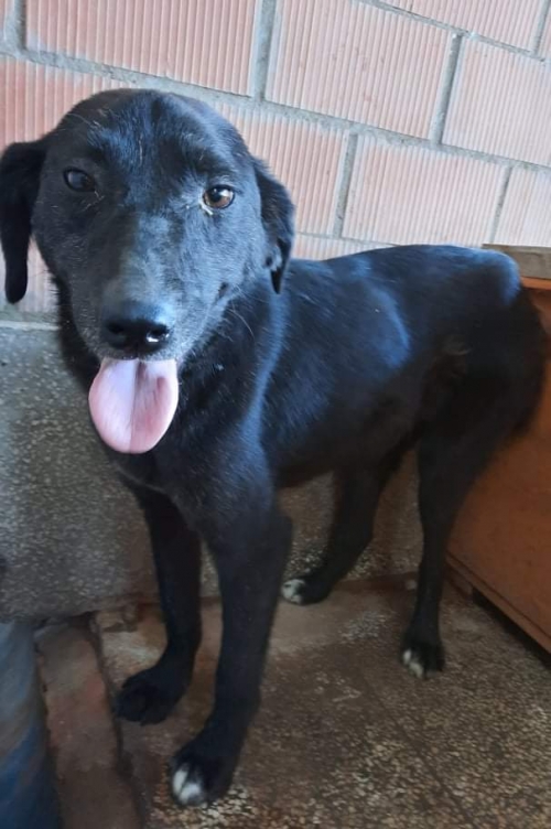 მეტისი ნატახტარი