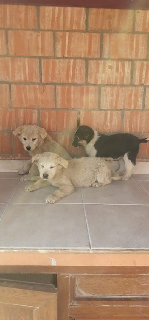 მეტისი უსახელო